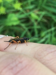 Pimpla rufipes
