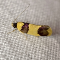 Telecrates laetiorella