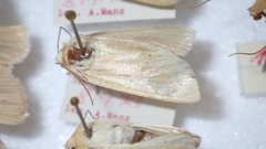 Mythimna pallens