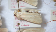 Mythimna pallens
