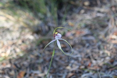Caladenia serotina