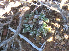 Faucaria bosscheana