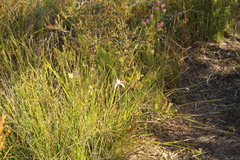 Caladenia serotina