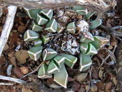 Faucaria bosscheana