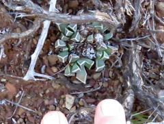 Faucaria bosscheana
