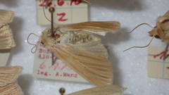Mythimna pallens