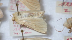 Mythimna pallens