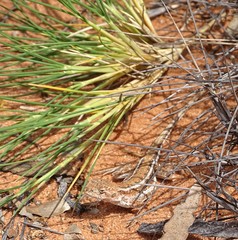 Ctenophorus spinodomus
