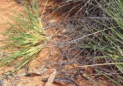 Ctenophorus spinodomus