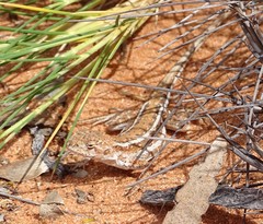 Ctenophorus spinodomus