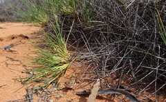 Ctenophorus spinodomus