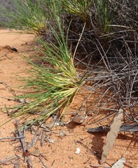 Ctenophorus spinodomus