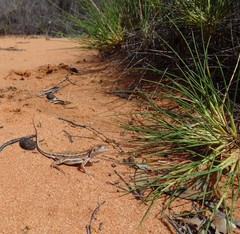 Ctenophorus spinodomus