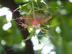 Barringtonia acutangula