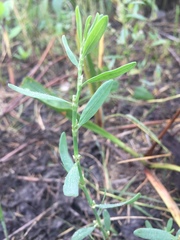 Polygonum ramosissimum
