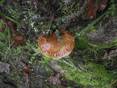 Fungi