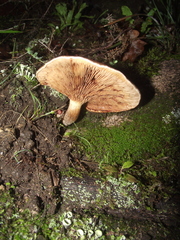 Fungi