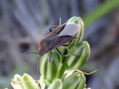 Spilostethus trilineatus