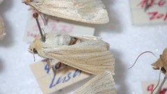 Mythimna pallens