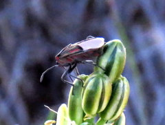 Spilostethus trilineatus