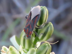 Spilostethus trilineatus