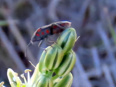 Spilostethus trilineatus