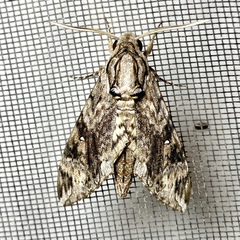 Agrius godarti