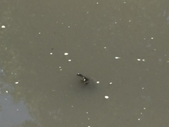 Trachemys scripta scripta