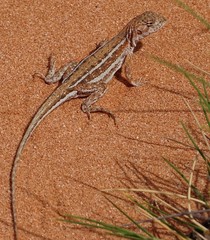 Ctenophorus spinodomus