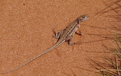 Ctenophorus spinodomus