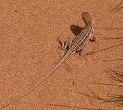 Ctenophorus spinodomus