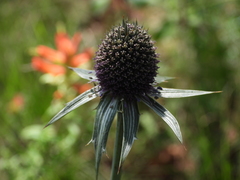 Eryngium deppeanum
