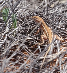 Ctenophorus spinodomus