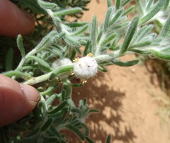 Dissocarpus paradoxus