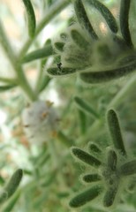 Dissocarpus paradoxus