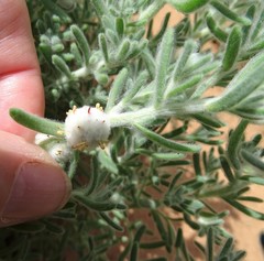 Dissocarpus paradoxus