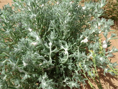 Dissocarpus paradoxus