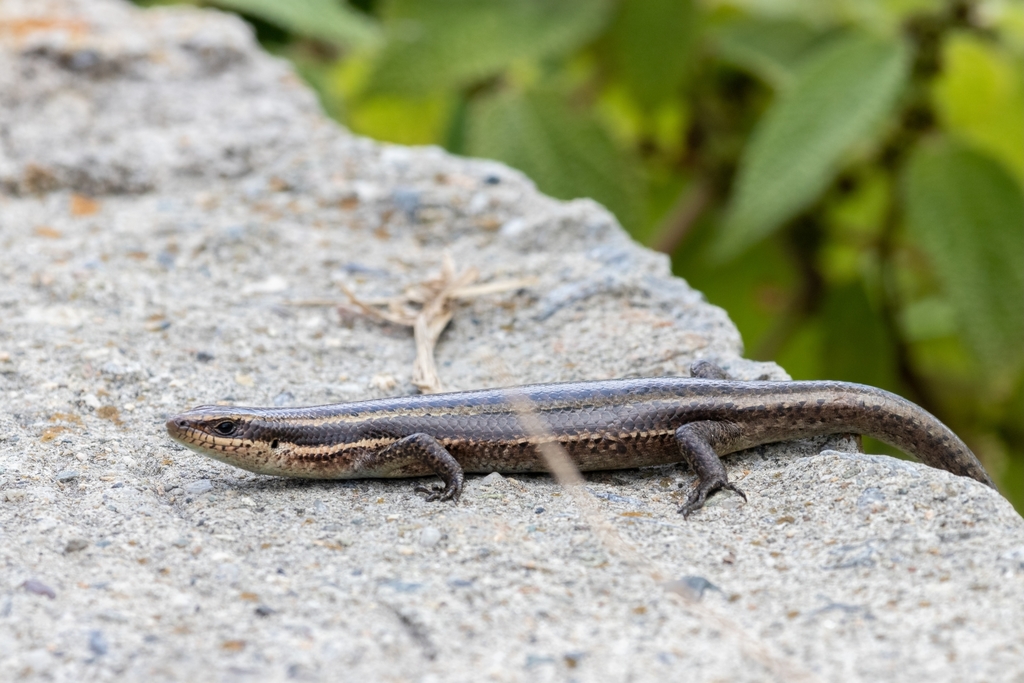 Venezuelan Mountain Skink