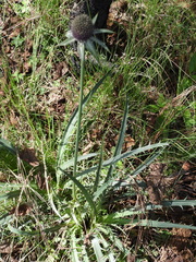 Eryngium deppeanum