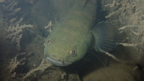 Chinese gudgeon (Bostrychus sinensis) — Eleotridae — 4