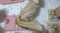 Mythimna pallens