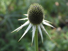Eryngium deppeanum