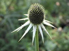 Eryngium deppeanum