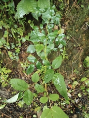 Rosa chinensis