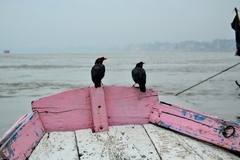 Acridotheres ginginianus