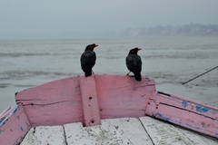 Acridotheres ginginianus