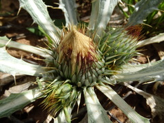 Onopordum acaulon