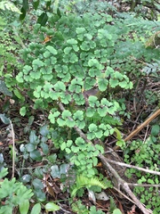 Adiantum digitatum