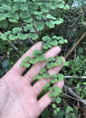 Adiantum digitatum