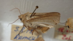 Mythimna pallens